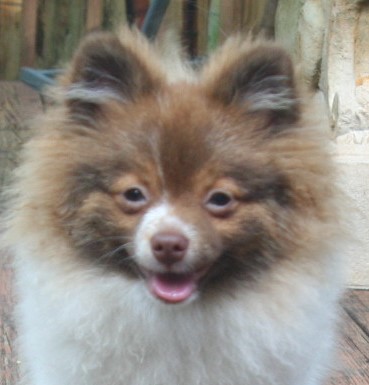 Cute Pomeranian named Booboo