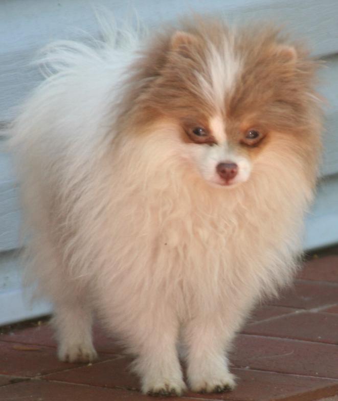 Adorable Pomeranian dog named Chip
