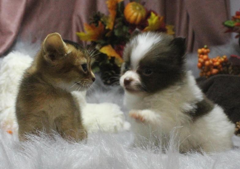 Adorable kitten and puppy