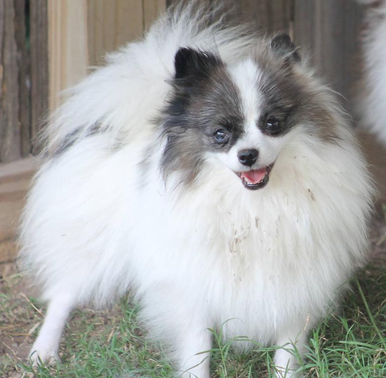 Adorable black and white Female Pomeranian named Cricket