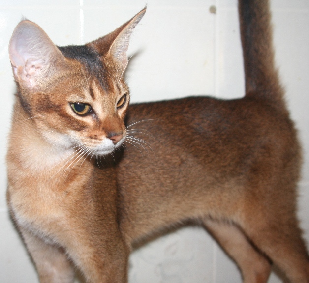 abyssinian cat for sale